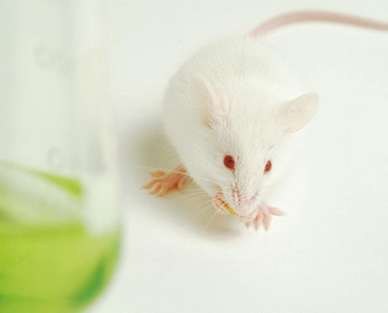NOD SCID小鼠为什么会出现消瘦、胸腺淋巴瘤的情况？